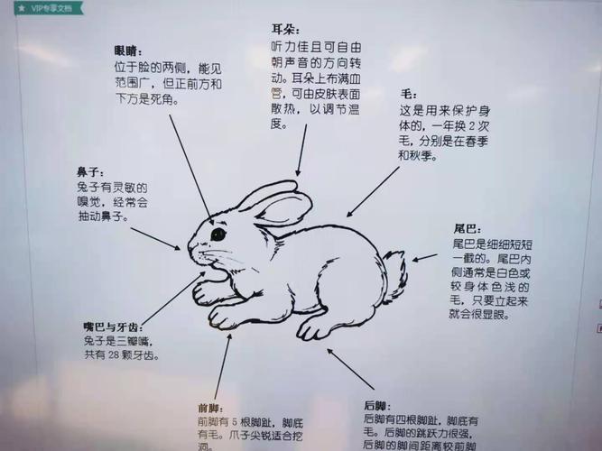 家兔的饲养方法
