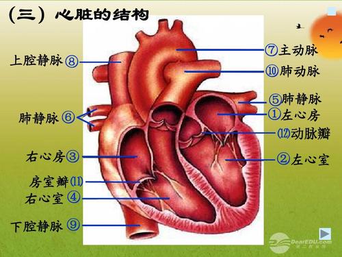 心脏解剖结构图讲解