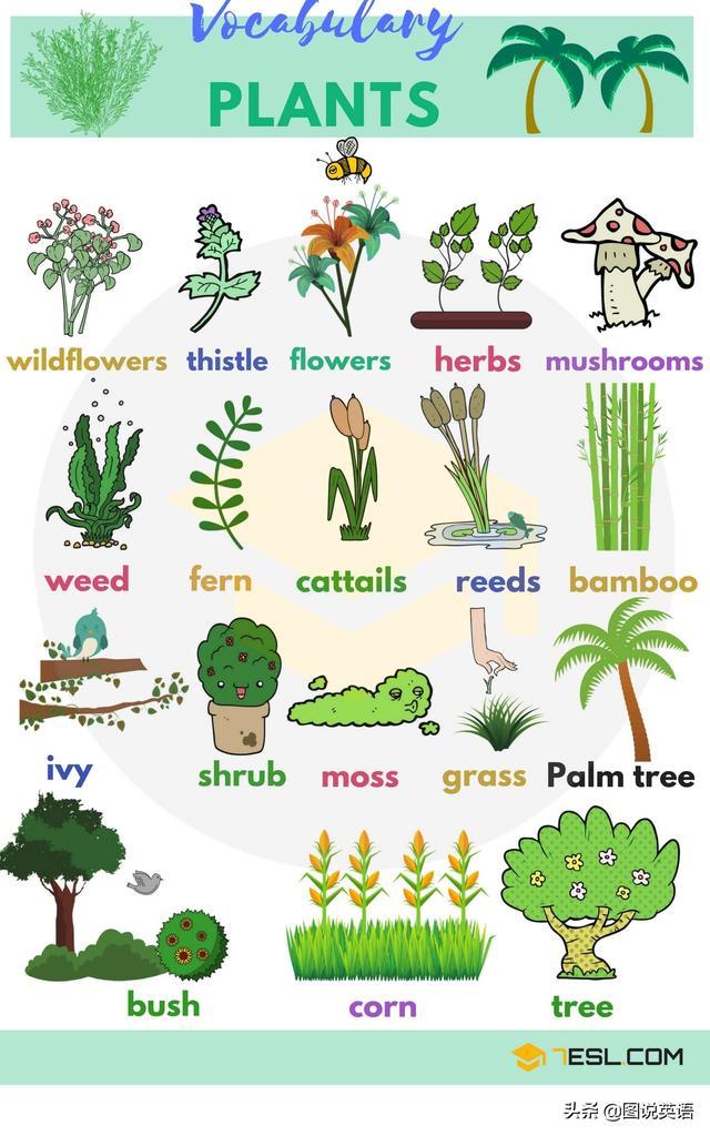植物的英文