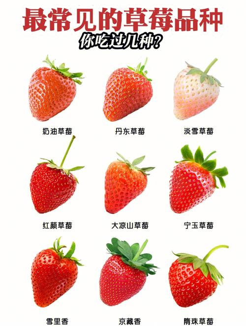 草莓什么季节上市