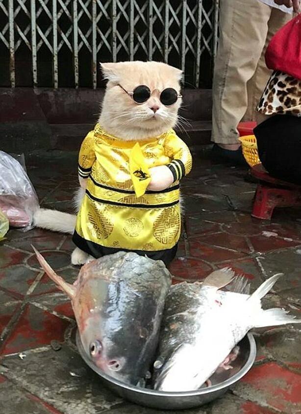 鱼店猫老板