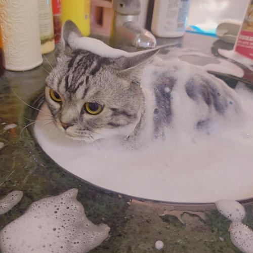 猫怎么洗澡的相关图片