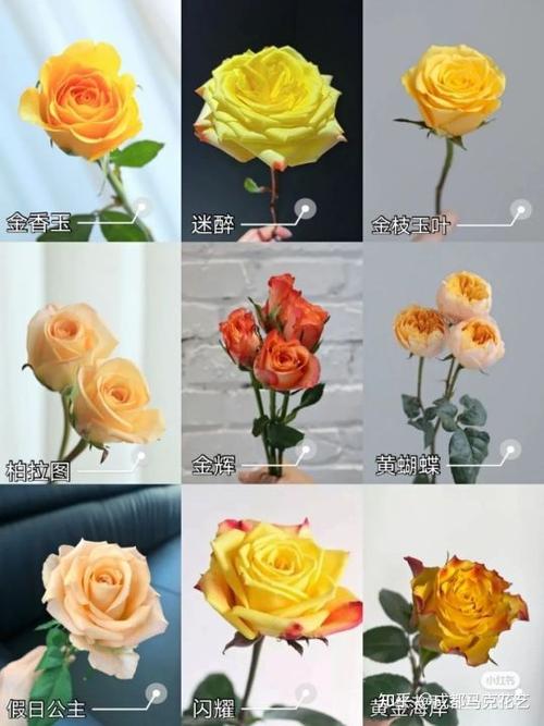玫瑰花种类的相关图片