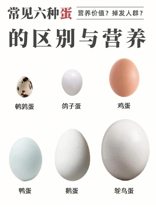 鸡蛋的寓意和象征的相关图片